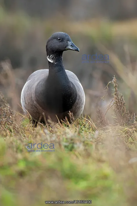 : Brent Goose : Brent Goose
