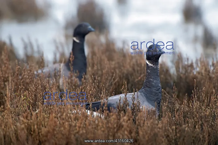 : Brent Goose : Brent Goose