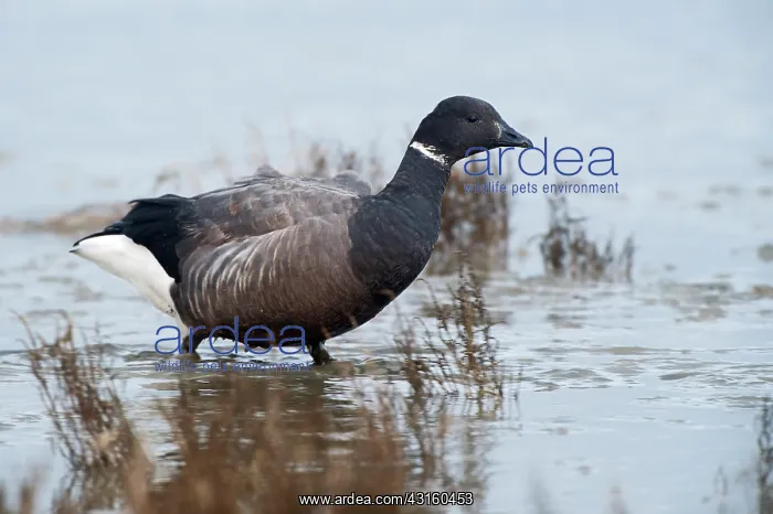 : Brent Goose : Brent Goose