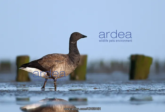 : Brent Goose : Brent Goose