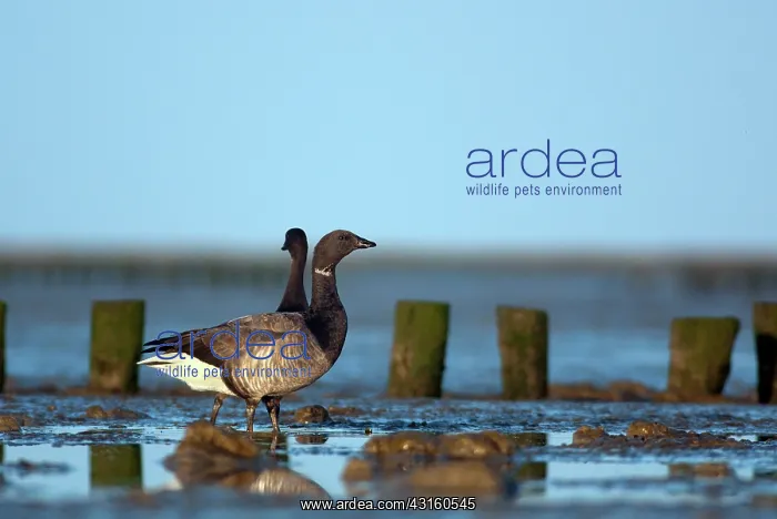 : Brent Goose : Brent Goose