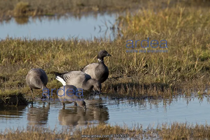  : Brent Goose