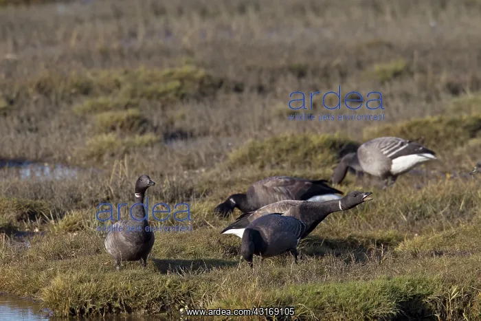 : Brent Goose : Brent Goose