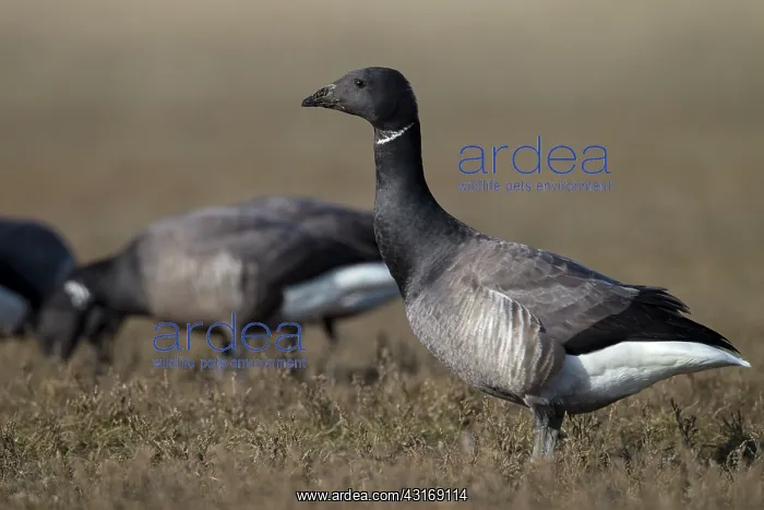  : Brent Goose