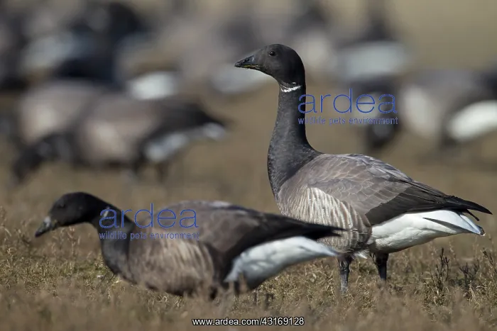 : Brent Goose : Brent Goose