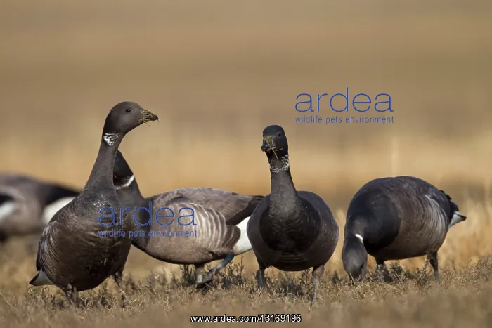 : Brent Goose : Brent Goose