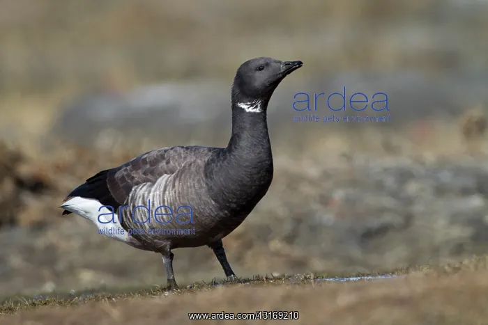 : Brent Goose : Brent Goose