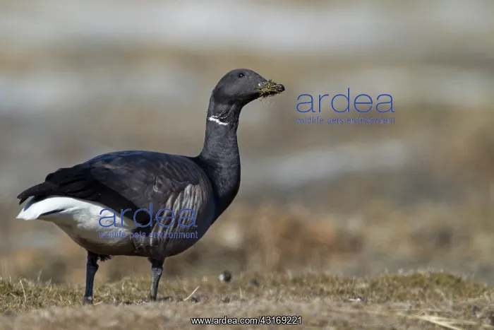 : Brent Goose : Brent Goose