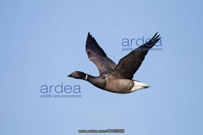 : Brent Goose : Brent Goose