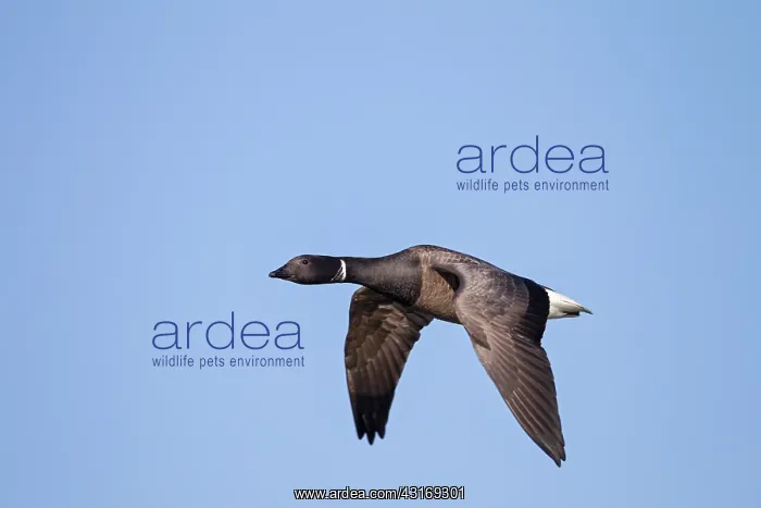 : Brent Goose : Brent Goose