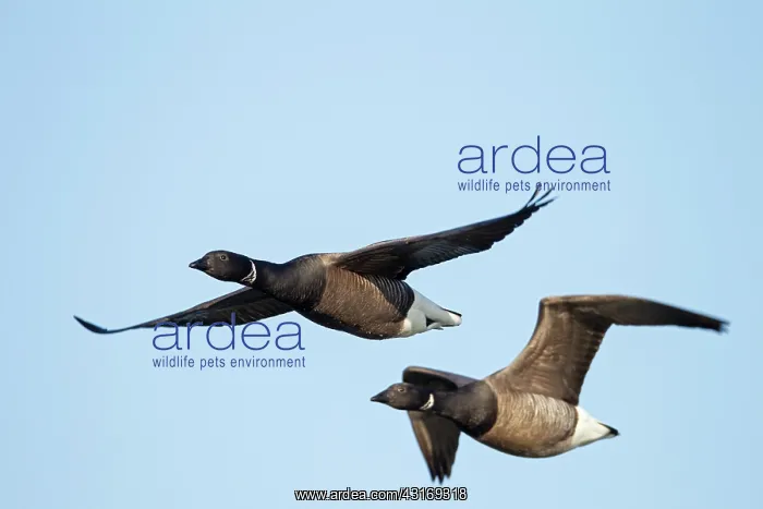 : Brent Goose : Brent Goose