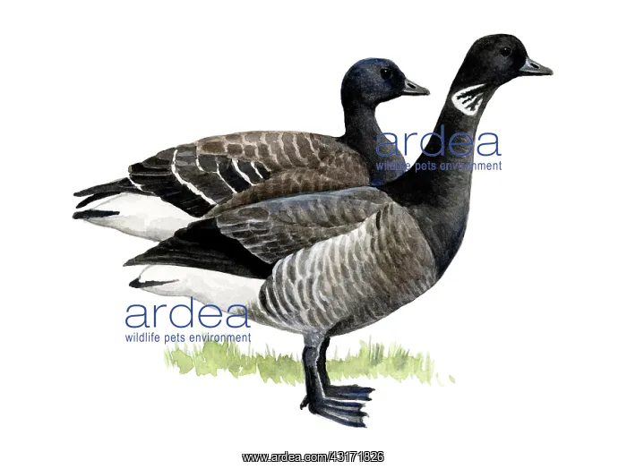 : Brent Goose : Brent Goose
