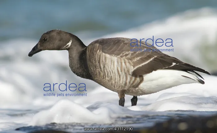 : Brent Goose : Brent Goose