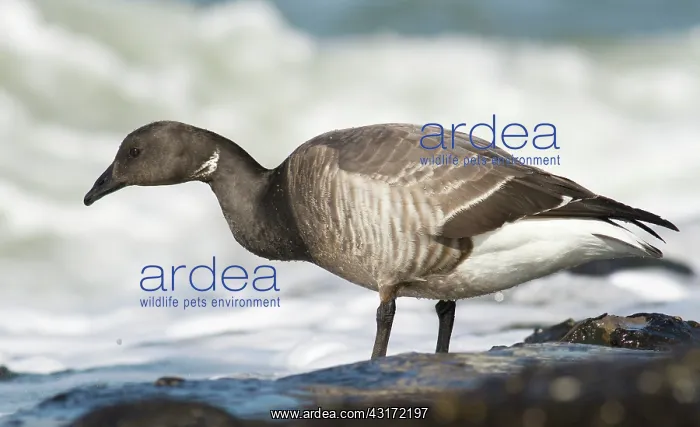 : Brent Goose : Brent Goose