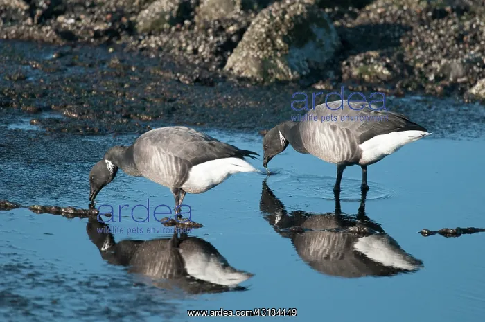 : Brent Goose : Brent Goose