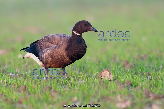 : Brent Goose : Brent Goose