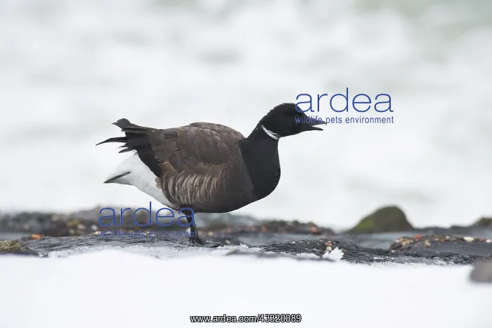 : Brent Goose : Brent Goose