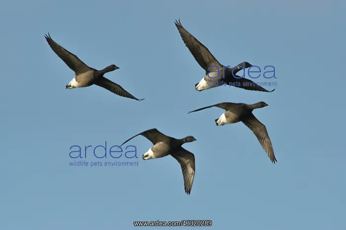 : Brent Goose : Brent Goose