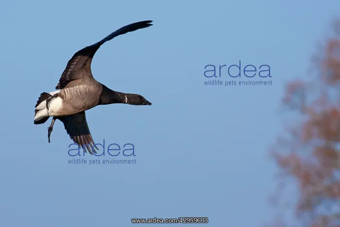 : Brent Goose - adult in flight coming in to land : Brent Goose - adult in flight coming in to land