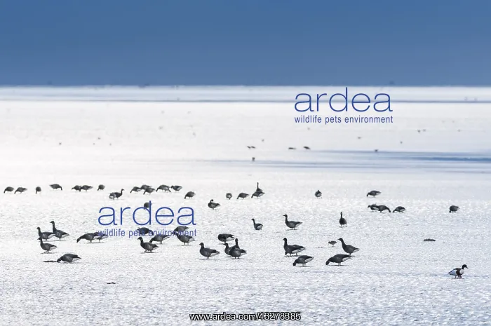 : Brent Goose (Brante bernicla) flock foraging on : Brent Goose (Brante bernicla) flock foraging on