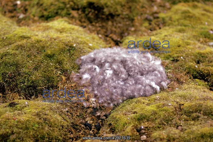: Brent Goose - down covered nest : Brent Goose - down covered nest