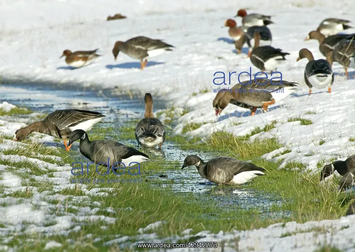 : Brent Goose - Feeding on snow covered marshland : Brent Goose - Feeding on snow covered marshland