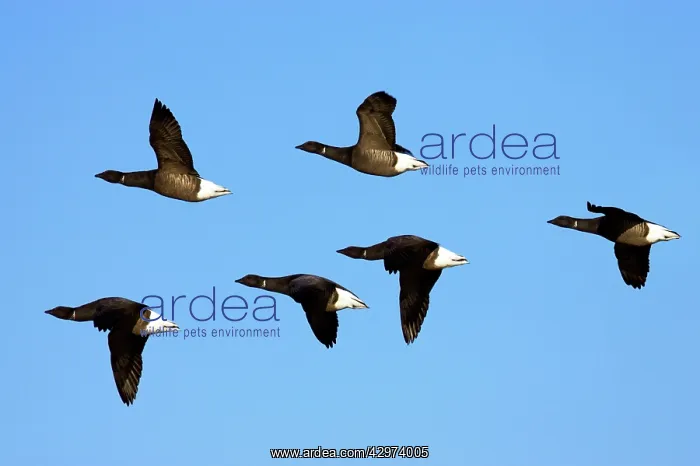 : Brent Goose - In Flight : Brent Goose - In Flight