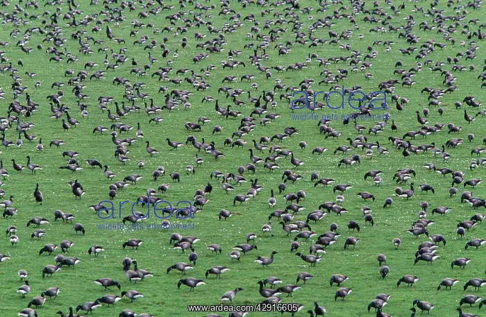 : Brent GOOSE - flock feeding on coastal meadow : Brent GOOSE - flock feeding on coastal meadow