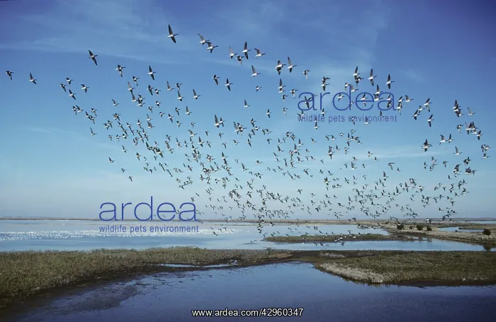 : Brent Goose - flock in flight : Brent Goose - flock in flight