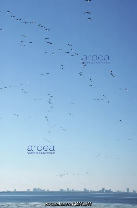 : Brent Goose - flock in flight over Atlantic City : Brent Goose - flock in flight over Atlantic City