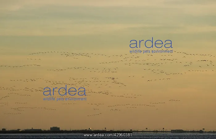 : Brent Goose - flock in flight with Atlantic City : Brent Goose - flock in flight with Atlantic City