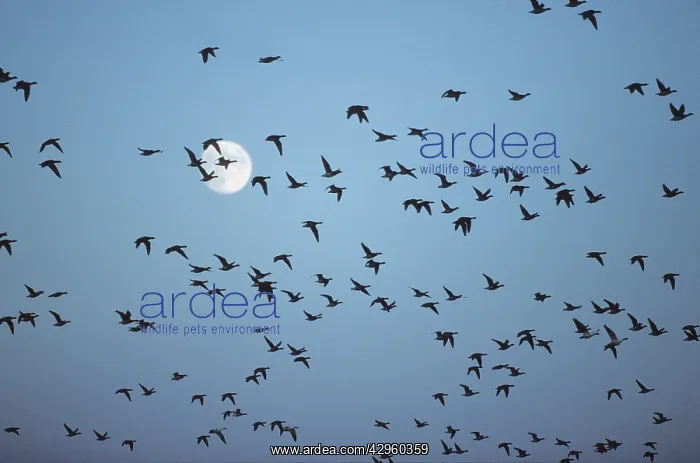 : Brent Goose - flock in flight against full moon : Brent Goose - flock in flight against full moon