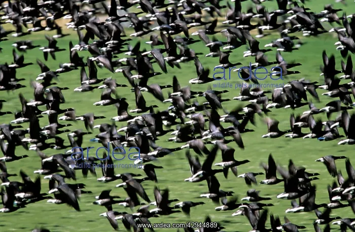 : Brent GOOSE - flock flying : Brent GOOSE - flock flying