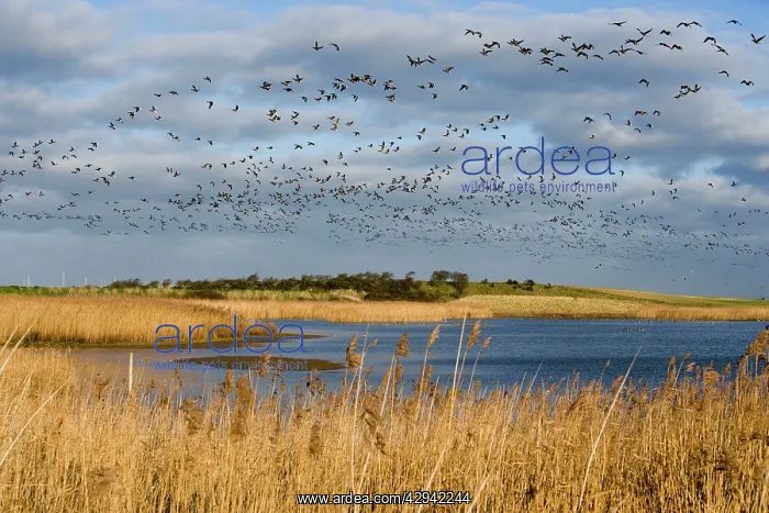 : Brent Goose - Flock flying over lake and reedbeds : Brent Goose - Flock flying over lake and reedbeds