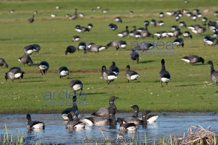 : Brent goose - a flock of geese feeding on short : Brent goose - a flock of geese feeding on short