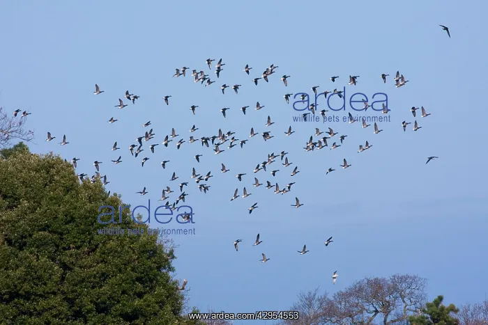 : Brent goose - a flock of geese moving off to feeding grounds : Brent goose - a flock of geese moving off to feeding grounds