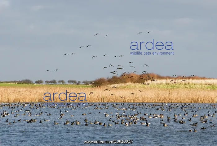 : Brent Goose - Flock on water others landing for : Brent Goose - Flock on water others landing for