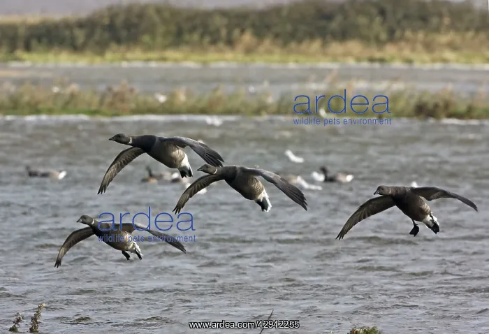 : Brent Goose - Flying over flooded marshland by salt water : Brent Goose - Flying over flooded marshland by salt water