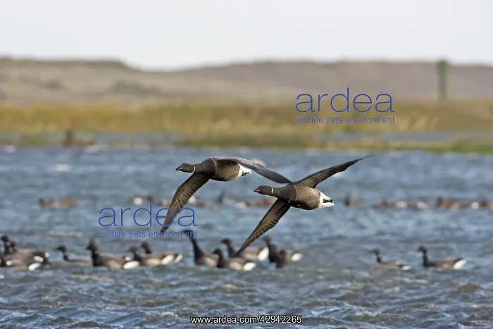 : Brent Goose - Flying over flooded marshland by salt water : Brent Goose - Flying over flooded marshland by salt water