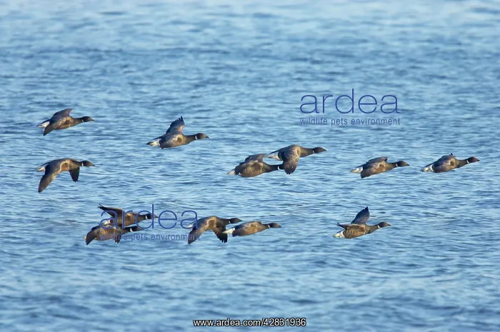 : Brent Goose - flying low over sea : Brent Goose - flying low over sea