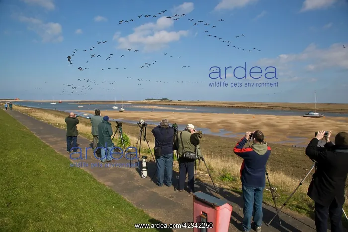 : Brent Goose - Flying off saltmarsh with watching : Brent Goose - Flying off saltmarsh with watching