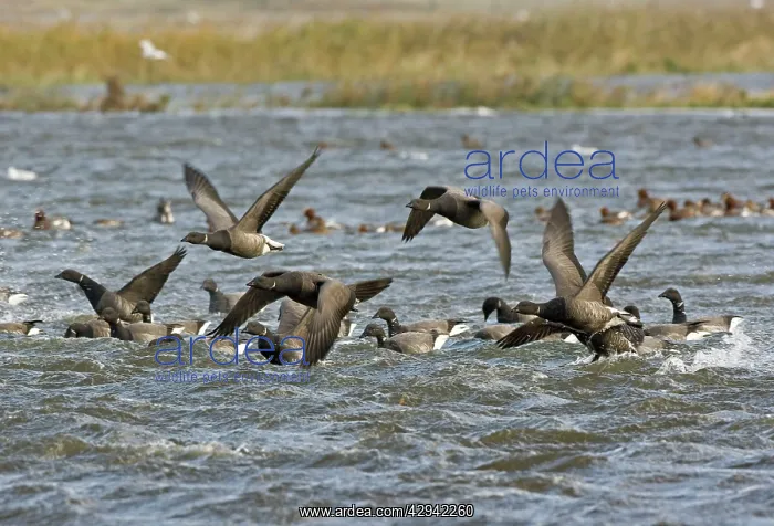 : Brent Goose - Flying swimming over flooded marshland : Brent Goose - Flying swimming over flooded marshland