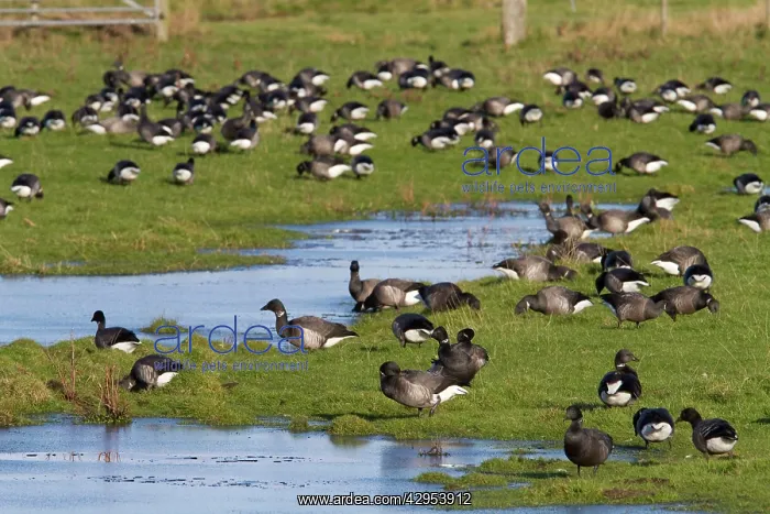  : Brent Goose - Large flock of geese grazing on flooded