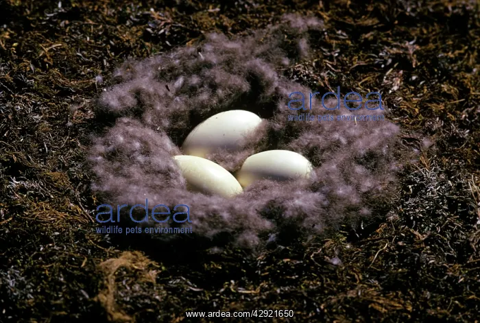 : Brent Goose - nest with eggs : Brent Goose - nest with eggs
