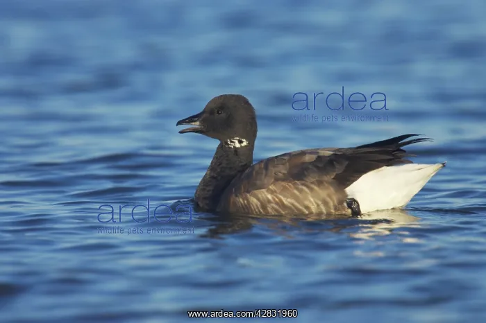 : Brent Goose - on sea : Brent Goose - on sea