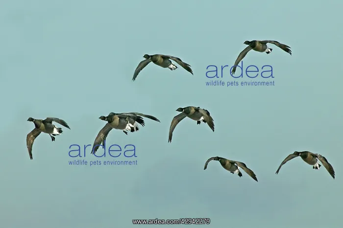 : Brent Goose small flock in flight : Brent Goose small flock in flight