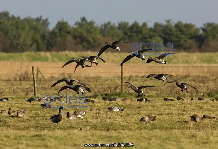 : Brent Goose - Small flock landing in grassfield : Brent Goose - Small flock landing in grassfield