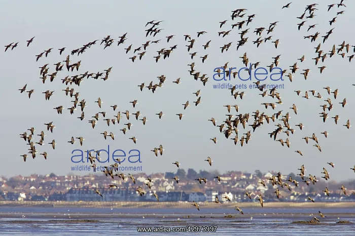 : Brent Goose - Winter Flock in Flight over Whitstable Bay : Brent Goose - Winter Flock in Flight over Whitstable Bay