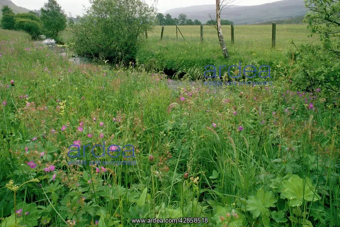 : Brerechan Hay Meadow - with Wood Cranesbill : Brerechan Hay Meadow - with Wood Cranesbill