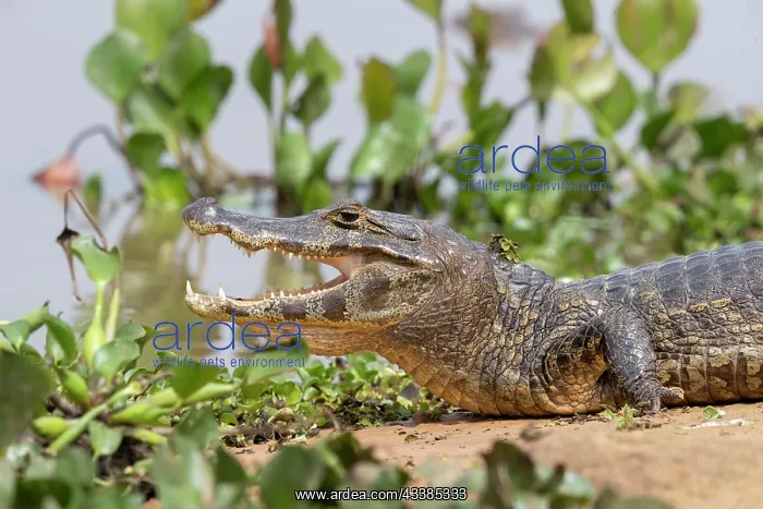  : Bresil, Mato Grosso, Pantanal, Sud de Cuiaba, Caiman